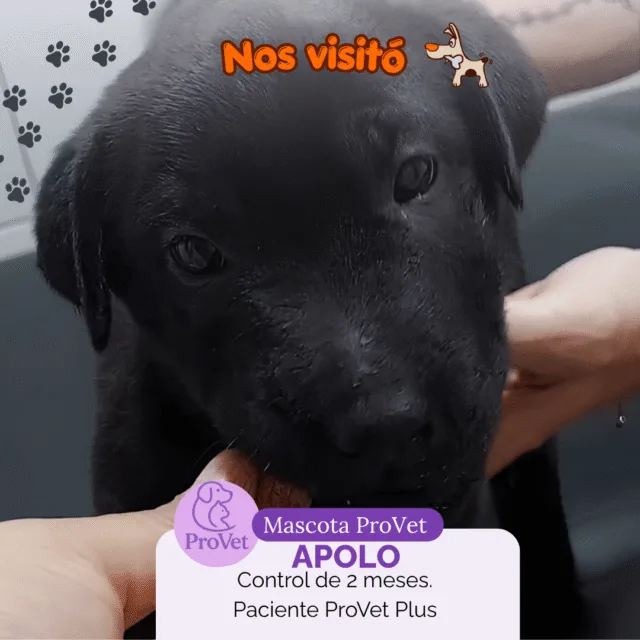 Paciente de La Cucha del Choco