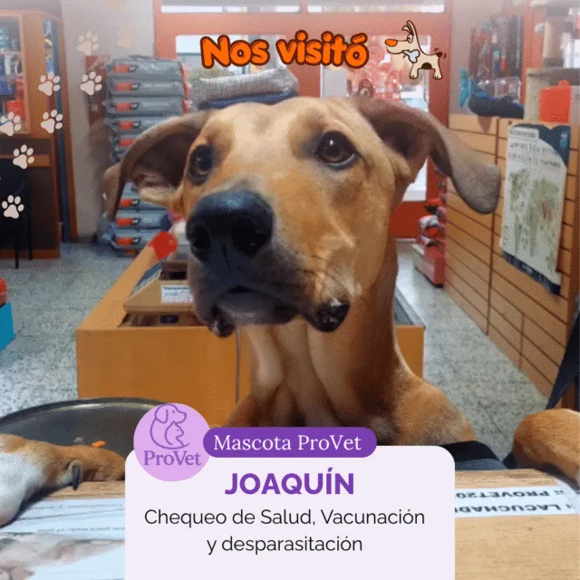 Paciente de La Cucha del Choco